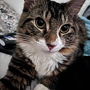 Gizmo joined the competition — help win amazing prizes! cat, tabby_cat, close_up, whiskers, paws, green_eyes, fur, white_chest, portrait, pet, indoor, bed, blanket, ears, cute, feline, looking_at_camera, nose, resting, fluffy