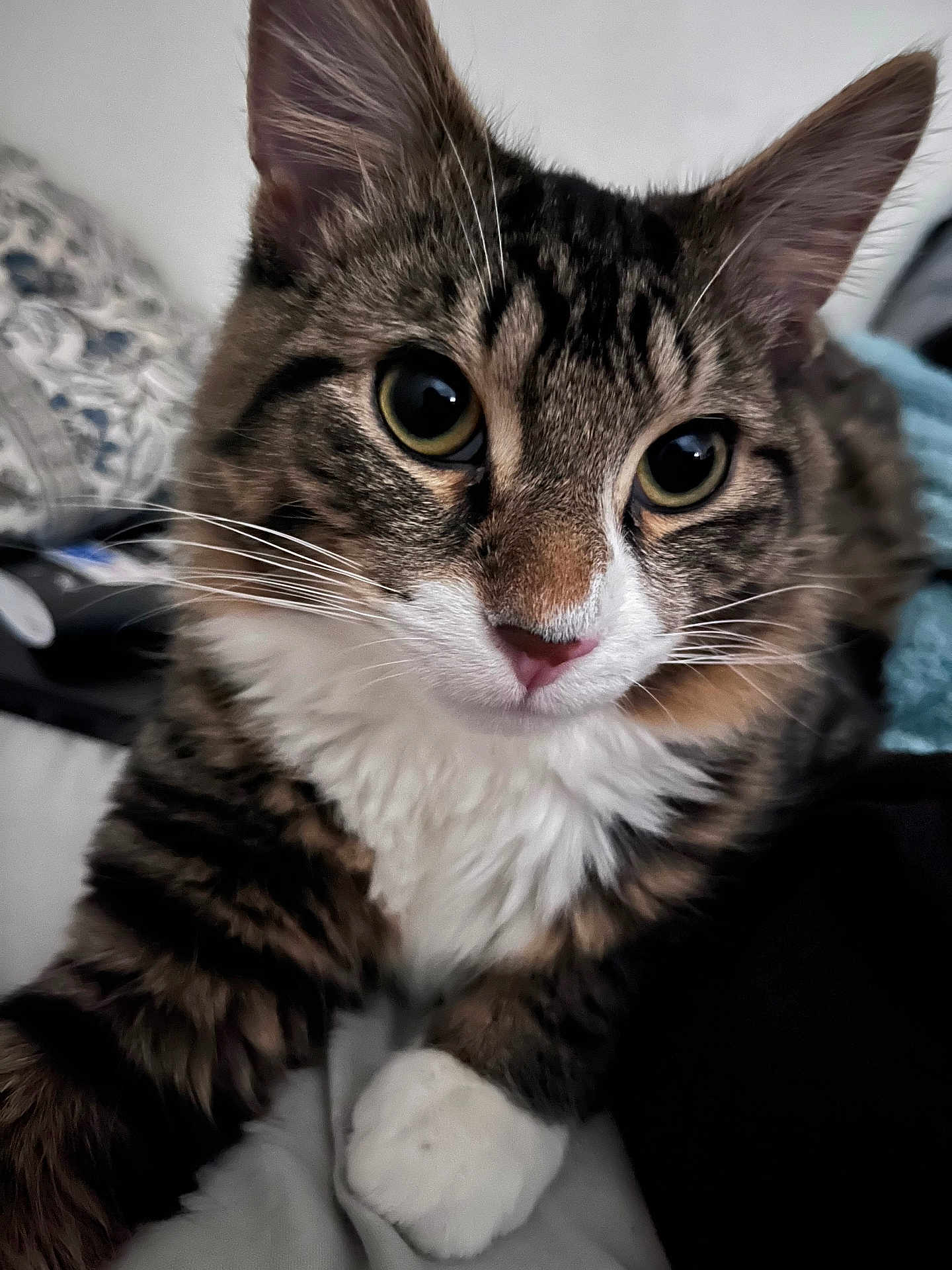 Gizmo joined the competition — help win amazing prizes! cat, tabby_cat, close_up, whiskers, paws, green_eyes, fur, white_chest, portrait, pet, indoor, bed, blanket, ears, cute, feline, looking_at_camera, nose, resting, fluffy