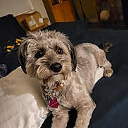 Precious is registered to the contest to win money with this photo: animal, brown, collar, companion, couch, cute, dog, domestic_animal, fur, furniture, home, indoor, laying_down, living_room, mammal, pet, pillow, portrait, relaxed, tag