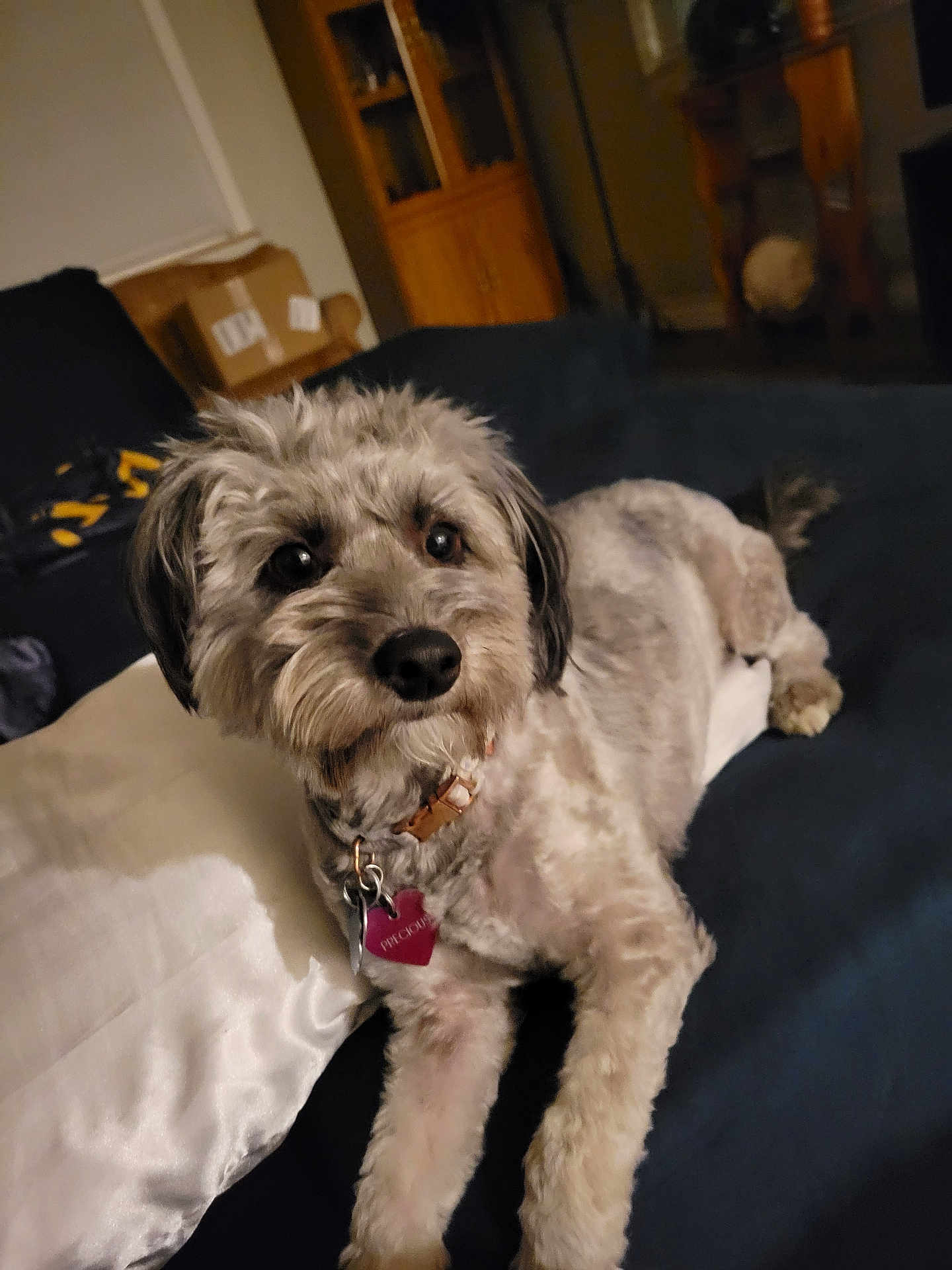 Precious is registered to the contest to win money with this photo: animal, brown, collar, companion, couch, cute, dog, domestic_animal, fur, furniture, home, indoor, laying_down, living_room, mammal, pet, pillow, portrait, relaxed, tag