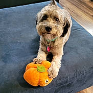Precious joined the competition — help win amazing prizes! dog, plush_toy, pumpkin, couch, indoor, brown_fur, pet_collar, wood_floor, cute, toy, animal, domestic_animal, looking_at_camera, relaxed, furry, small_dog, sitting, home, cozy, playful