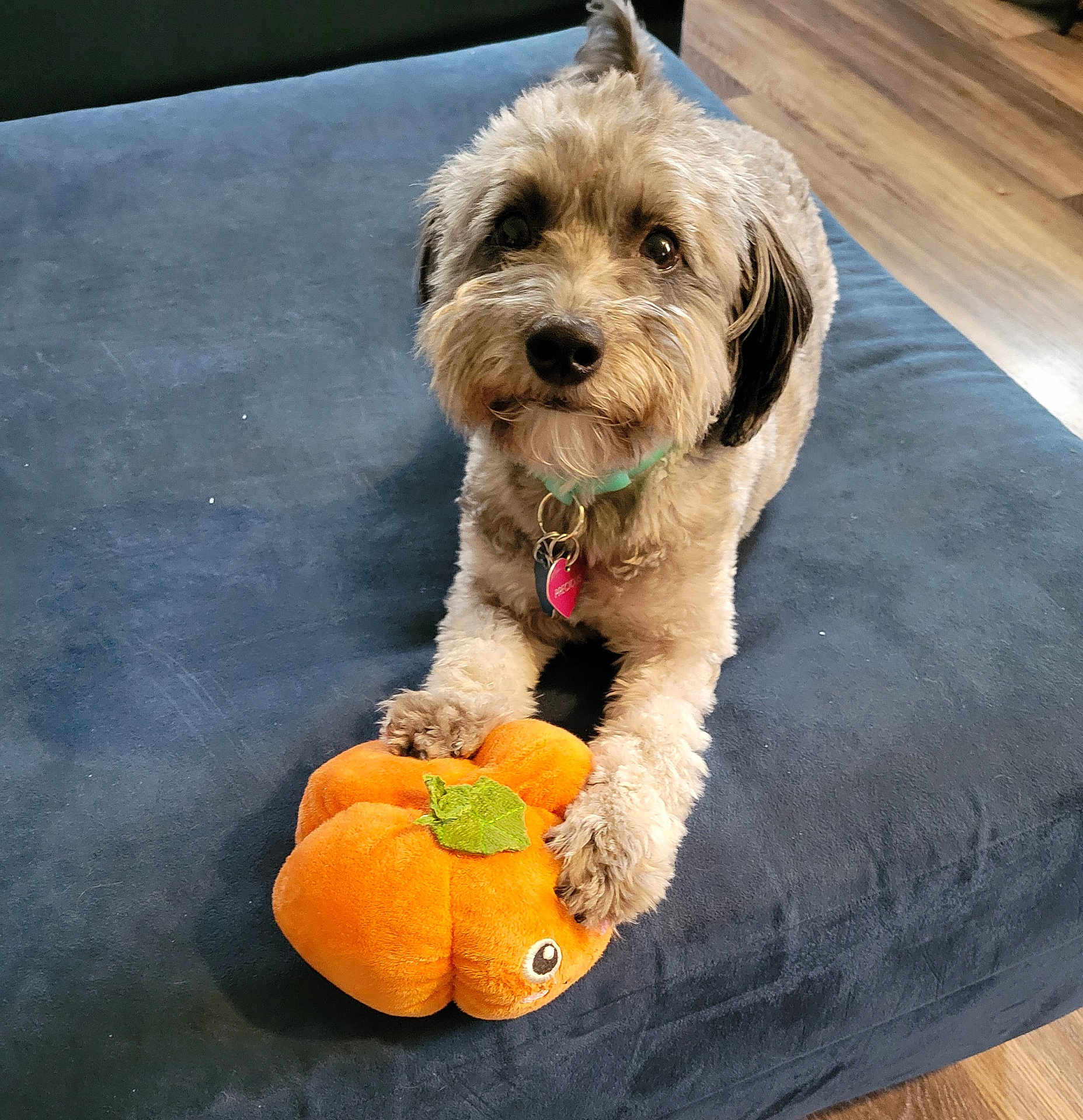 Precious joined the competition — help win amazing prizes! dog, plush_toy, pumpkin, couch, indoor, brown_fur, pet_collar, wood_floor, cute, toy, animal, domestic_animal, looking_at_camera, relaxed, furry, small_dog, sitting, home, cozy, playful