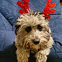 Precious joined the competition — help win amazing prizes! animal, blue_couch, christmas, companion, costume, cute, decorative, dog, eyes, face, festive, fluffy, fur, holiday, indoors, nose, paws, pet, reindeer_antlers, relaxed