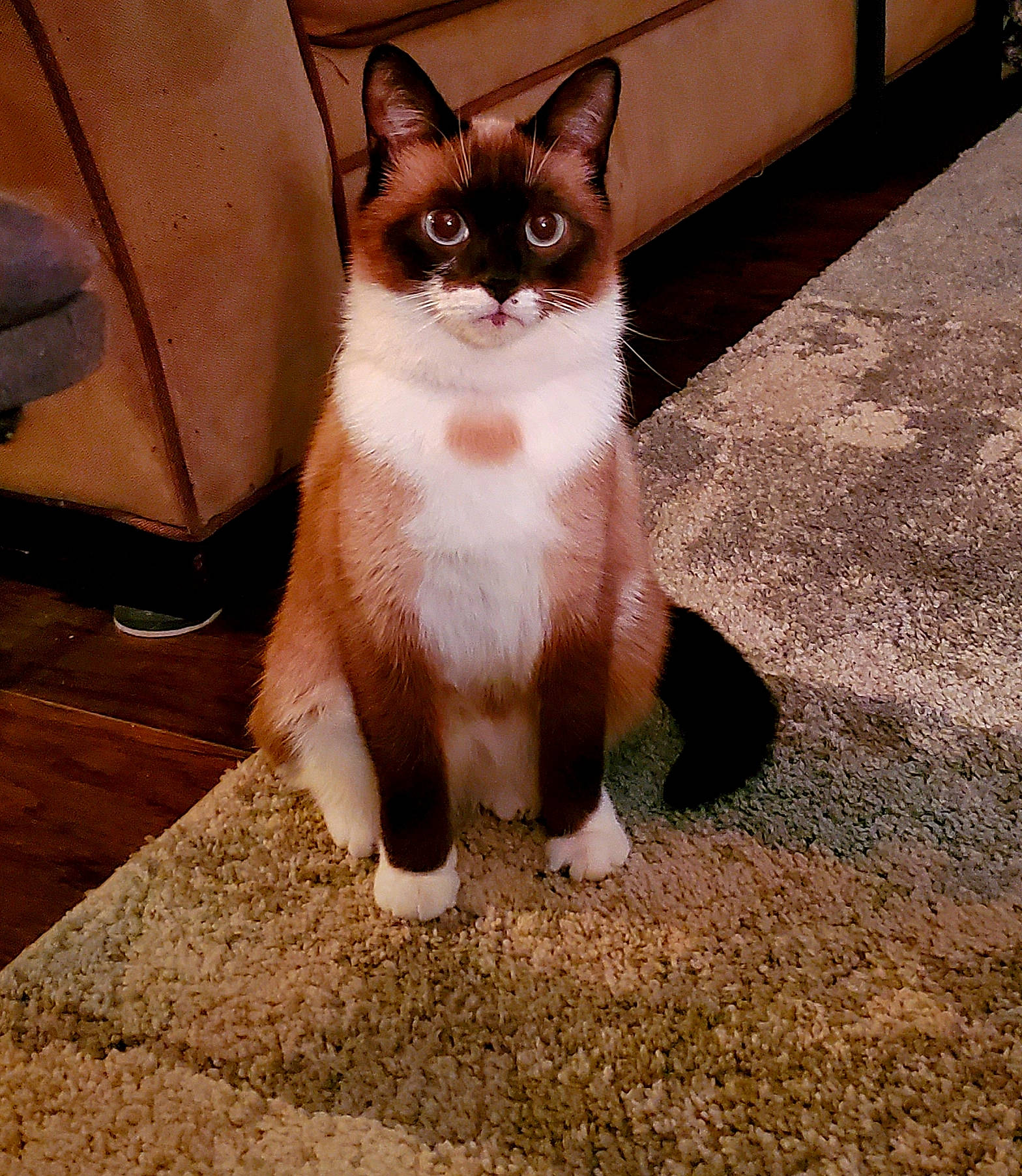 Meezer is registered to the contest to win money with this photo: aegean_cat, american_wirehair, asian, carnivore, cat, domestic_short_haired_cat, eye, felidae, german_rex, mammal, ojos_azules, paw, polydactyl_cat, small_to_medium_sized_cats, snapshot, snout, snowshoe, tail, vertebrate, whiskers