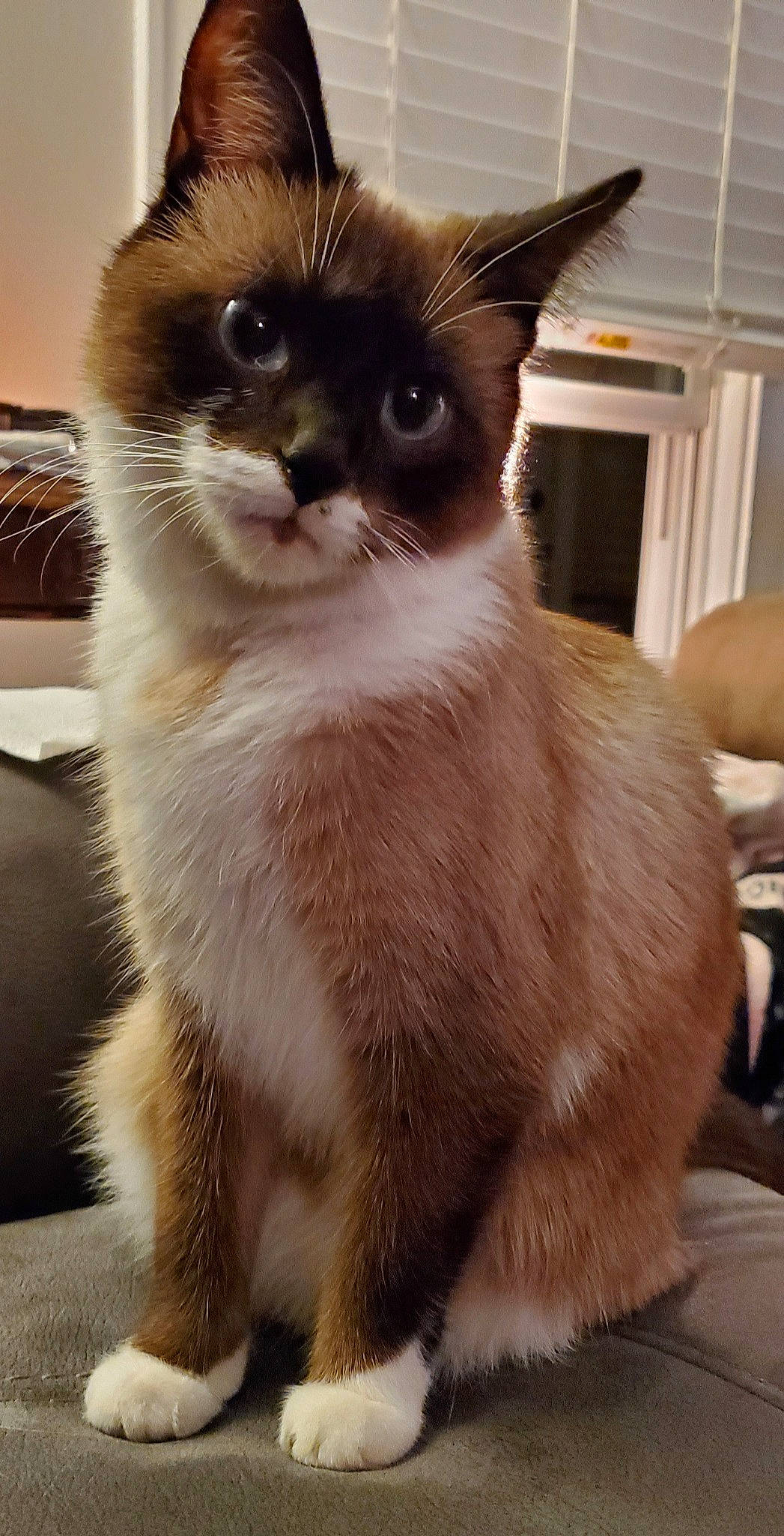 Meezer joined the competition — help win amazing prizes! asian, asian_semi_longhair, balinese, birman, burmese, carnivore, cat, domestic_long_haired_cat, felidae, kitten, mammal, ragdoll, siamese, small_to_medium_sized_cats, snout, snowshoe, thai, tonkinese, vertebrate, whiskers