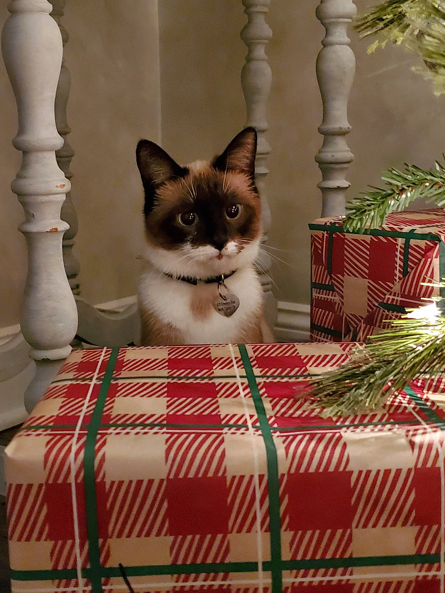 Meezer is registered to the contest to win money with this photo: aegean_cat, asian, carnivore, cat, design, domestic_short_haired_cat, fawn, felidae, interior_design, kitten, norwegian_forest_cat, pattern, quilt, small_to_medium_sized_cats, textile, whiskers