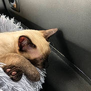 Smooki participe au concours pour gagner de l'argent avec cette photo : animal, car_interior, cat, closeup, cozy, cute, ears, face, fluffy_blanket, fur, indoor, paw, pet, pink_paw_pads, relaxing, resting, siamese_cat, sleeping, soft_light, whiskers