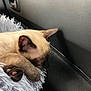 animal, car_interior, cat, closeup, cozy, cute, ears, face, fluffy_blanket, fur, indoor, paw, pet, pink_paw_pads, relaxing, resting, siamese_cat, sleeping, soft_light, whiskers