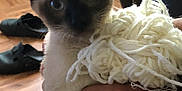 Smooki a rejoint le concours — aidez-le/la à gagner de superbes lots ! animal, brown, cat, closeup, cozy, ears, eyes, floor, fur, furniture, hand, holding, indoor, kitten, person, pet, siamese, slippers, white, yarn
