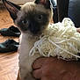 animal, brown, cat, closeup, cozy, ears, eyes, floor, fur, furniture, hand, holding, indoor, kitten, person, pet, siamese, slippers, white, yarn