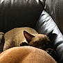 Smooki a rejoint le concours — aidez-le/la à gagner de superbes lots ! animal, black, brown, canine, cat, closeup, comfort, companion, couch, cozy, dog, feline, fur, indoor, leather, nap, pet, relaxation, resting, sleeping