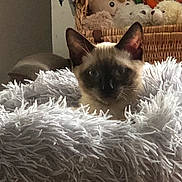 Smooki participe au concours pour gagner de l'argent avec cette photo : cat, siamese, fluffy_blanket, plush_toys, basket, elf_doll, indoor, pet, curious, cozy, furniture, home, animal, soft_texture, domestic, cute, resting, fur, ears, eyes
