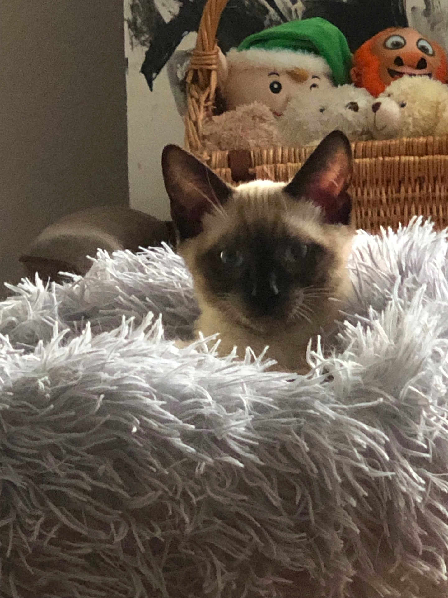 Smooki participe au concours pour gagner de l'argent avec cette photo : cat, siamese, fluffy_blanket, plush_toys, basket, elf_doll, indoor, pet, curious, cozy, furniture, home, animal, soft_texture, domestic, cute, resting, fur, ears, eyes