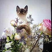 Smooky a rejoint le concours — aidez-le/la à gagner de superbes lots ! cat, siamese_cat, flowers, bouquet, vase, curious, indoor, pet, plant_stems, white_wall, table, pink_rose, purple_flowers, green_leaves, domestic_animal, feline, nature, closeup, still_life, floral_arrangement