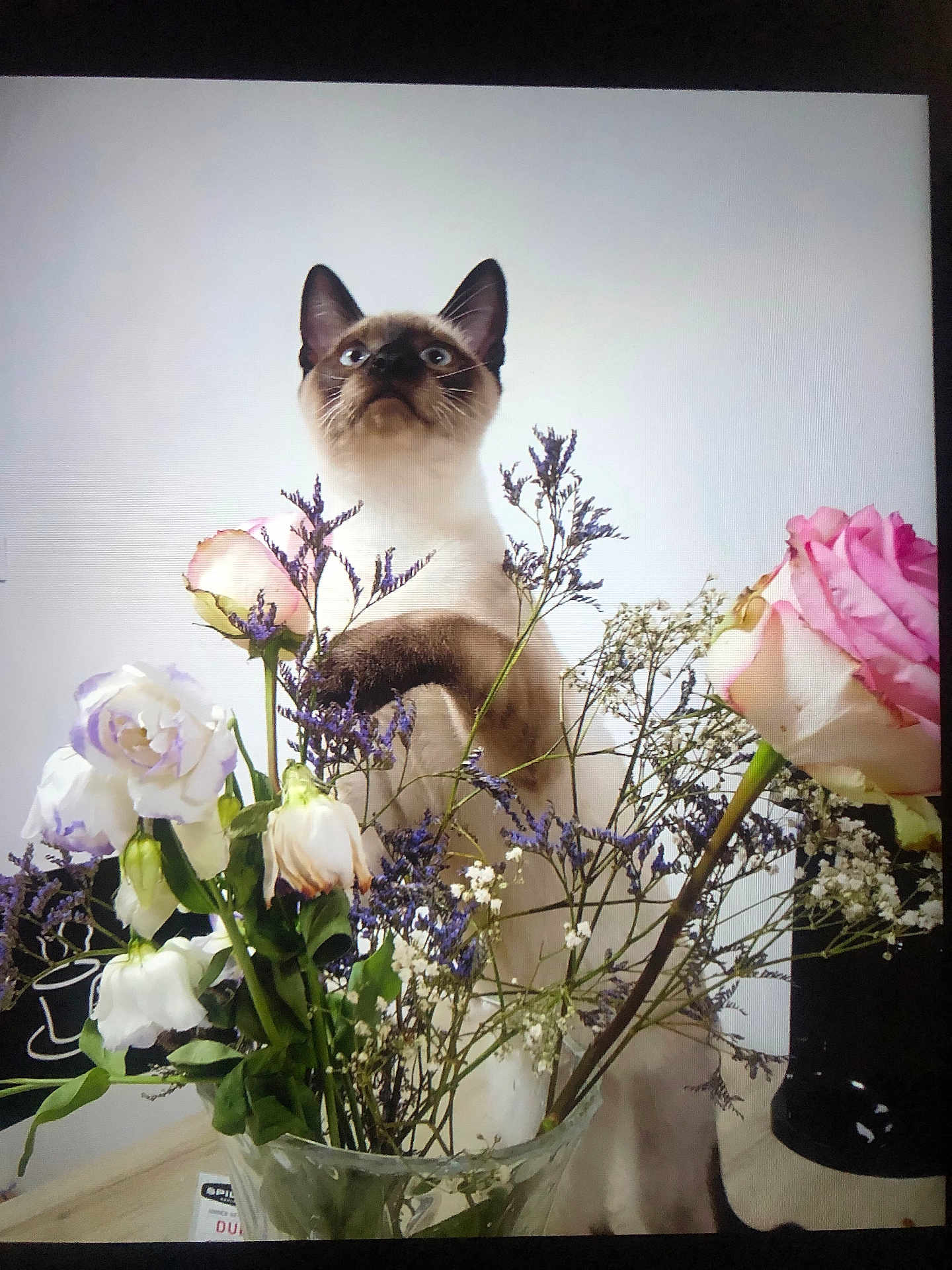 Smooky a rejoint le concours — aidez-le/la à gagner de superbes lots ! cat, siamese_cat, flowers, bouquet, vase, curious, indoor, pet, plant_stems, white_wall, table, pink_rose, purple_flowers, green_leaves, domestic_animal, feline, nature, closeup, still_life, floral_arrangement