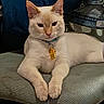 cat, feline, cream_cat, sitting, chair, cushion, collar, tag, blue_collar, indoors, portrait, pet, animal, front_view, relaxed, serious_expression, whiskers, ears, furniture, home