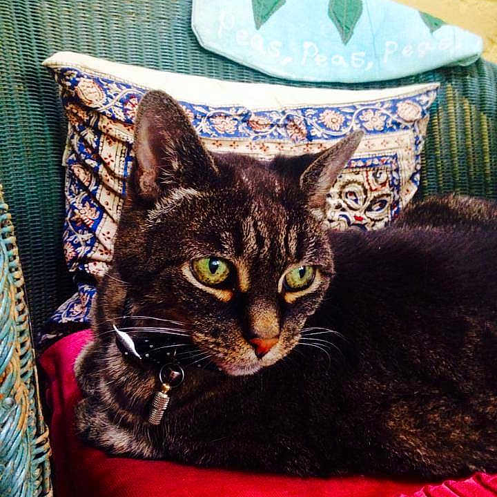 Milly Scoggins is registered to the contest to win money with this photo: