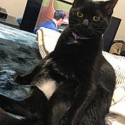 Smokey Boo joined the competition — help win amazing prizes! animal, black_cat, blanket, cat, cozy, curious, domestic, eyes, face, fur, furniture, home, indoor, person_on_tv, pet, purple_collar, relaxed, sitting, television, whiskers