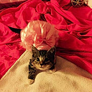 Princess Lazy Gray joined the competition — help win amazing prizes!