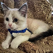 Milady Prettypocket is registered to the contest to win money with this photo: kitten, cat, animal, pet, feline, blue_harness, fluffy, soft, blanket, cute, young, whiskers, ears, tail, indoor, resting, fur, closeup, domestic, curious