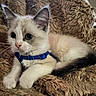 kitten, cat, animal, pet, feline, blue_harness, fluffy, soft, blanket, cute, young, whiskers, ears, tail, indoor, resting, fur, closeup, domestic, curious