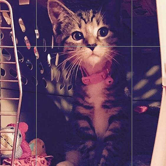 Princess Lazy Gray