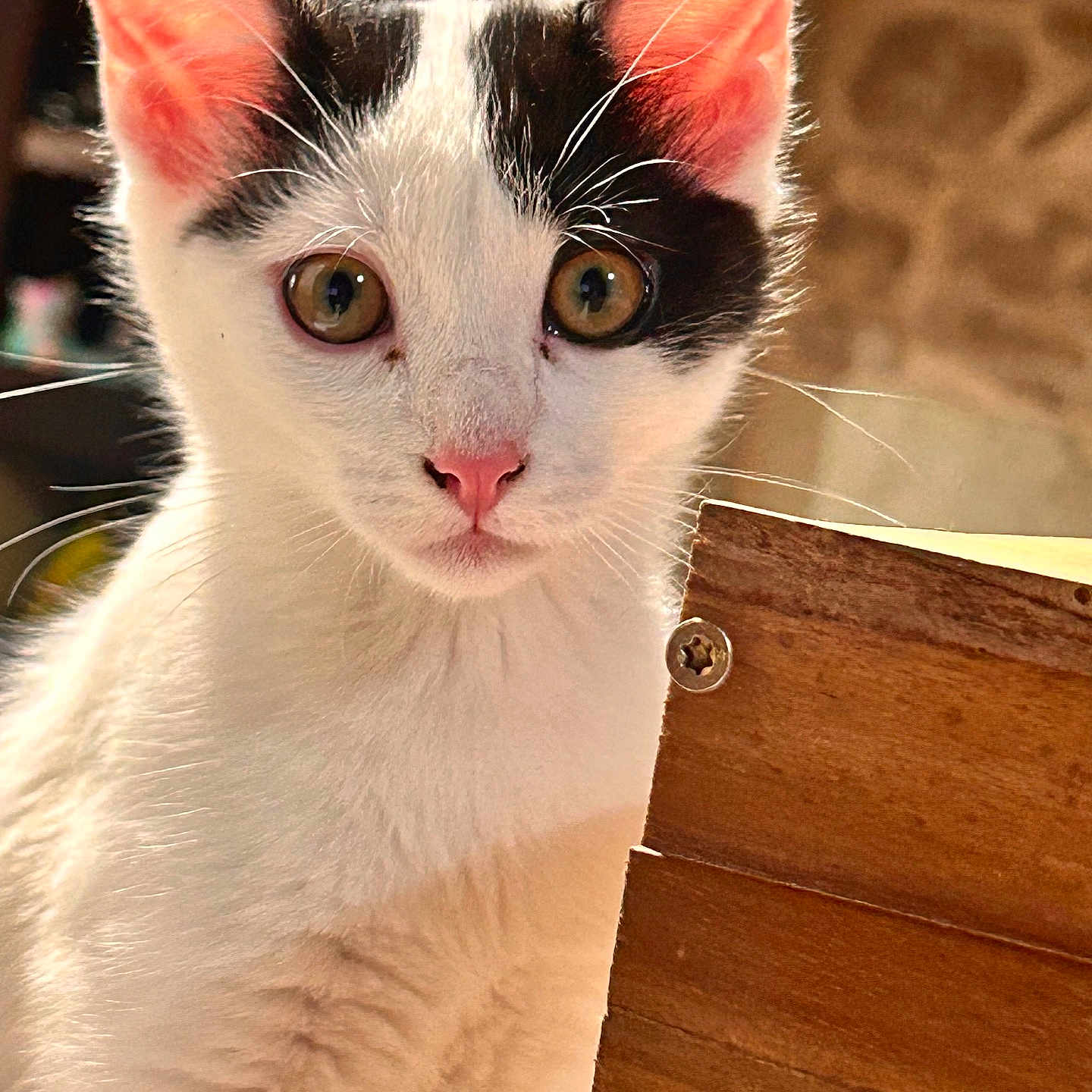 Vanille participe au concours pour gagner de l'argent avec cette photo : abyssinian, accessories, angora, animal, box, cat, drawer, egyptiancat, furniture, hardwood, kitten, machine, manx, pet, plywood, screw, siamese, stainedwood, strap, wood