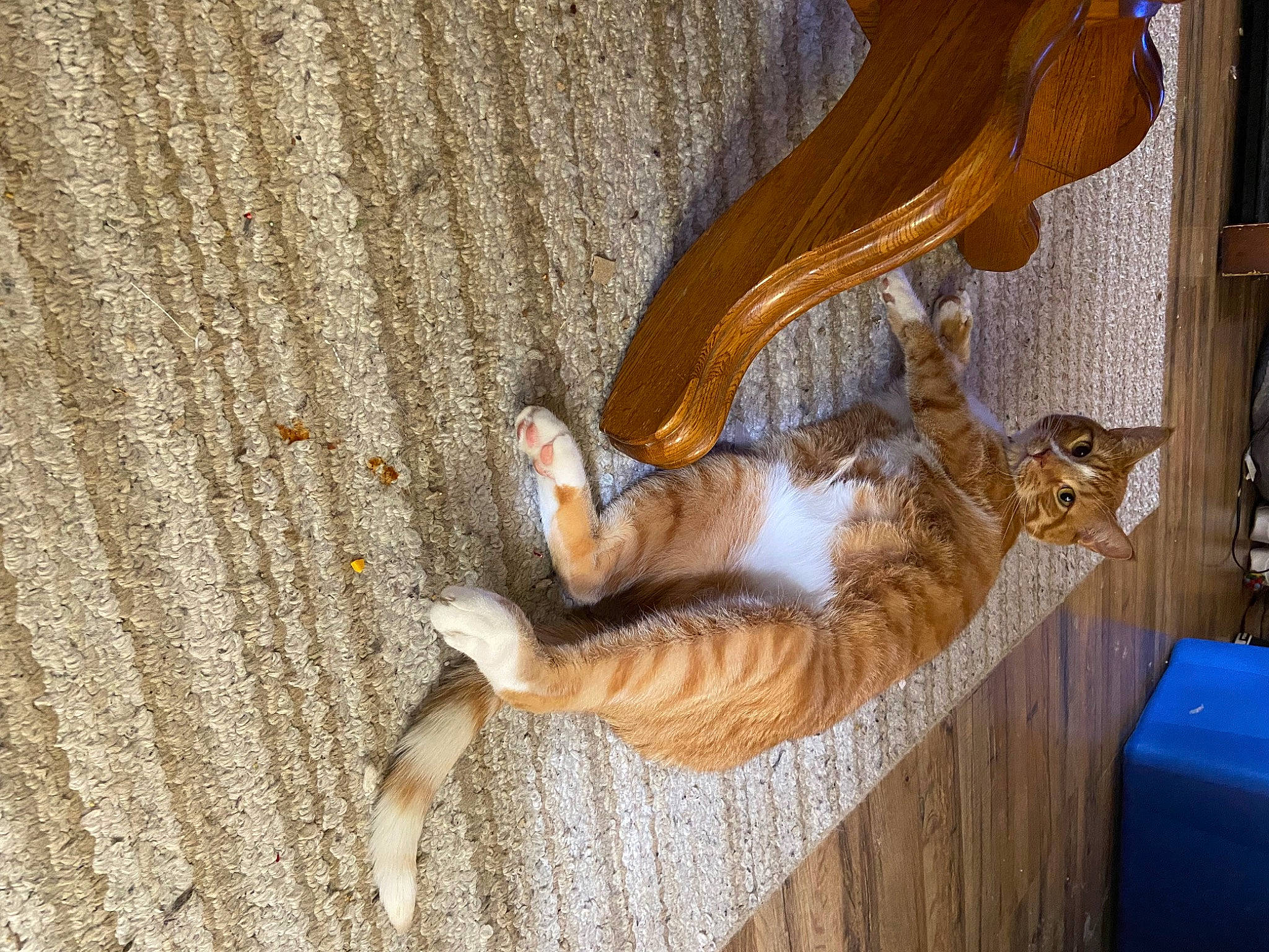 Elliott joined the competition — help win amazing prizes! canidae, carnivore, cat, claw, comfort, domestic_short_haired_cat, dress, fawn, felidae, foot, fur, hardwood, human_leg, musical_instrument, paw, small_to_medium_sized_cats, sporting_group, tail, whiskers, wood