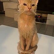 Alphonse a rejoint le concours — aidez-le/la à gagner de superbes lots ! cat, orange_cat, indoor, table, tail, sitting, curious, pet, feline, fur, whiskers, ears, living_room, television, window, floor, home, animal, cute, domestic