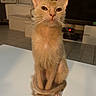 cat, orange_cat, indoor, table, tail, sitting, curious, pet, feline, fur, whiskers, ears, living_room, television, window, floor, home, animal, cute, domestic