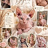 sphynx_cat, cat, hairless_cat, pet, collage, blanket, flower, rose, cute, pink, ears, eyes, portrait, feline, cozy, sleeping_cat, resting_cat, decor, text_overlay, love
