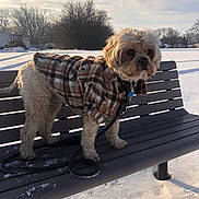 Blitz is registered to the contest to win money with this photo: animal, bench, clouds, cold, curious, daylight, dog, fur, landscape, leash, nature, outdoor, park, pet, plaid_jacket, sky, snow, standing, trees, winter