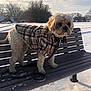 animal, bench, clouds, cold, curious, daylight, dog, fur, landscape, leash, nature, outdoor, park, pet, plaid_jacket, sky, snow, standing, trees, winter