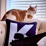 Bob joined the competition — help win amazing prizes! cat, orange_cat, white_cat, armchair, pillow, letter_k, window_blinds, indoor, pet, feline, relaxed, cozy, furniture, cushion, resting, domestic_animal, household, soft_light, side_view, closeup