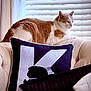armchair, cat, closeup, cozy, cushion, domestic_animal, feline, furniture, household, indoor, letter_k, orange_cat, pet, pillow, relaxed, resting, side_view, soft_light, white_cat, window_blinds