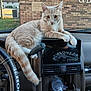 cat, dashboard, car_interior, steering_wheel, screen, brick_wall, window, water_bottle, reflection, paw, tail, striped_cat, light, daylight, outdoor_view, building, grass, calm, pet, vehicle