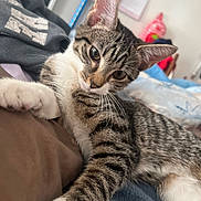 Starr is registered to the contest to win money with this photo: bed, bedding, blanket, cat, close_up, curious, domestic_cat, ear, fur, household, indoors, kitten, lounging, paw, pet, portrait, sleepy, stripes, tabby, whiskers