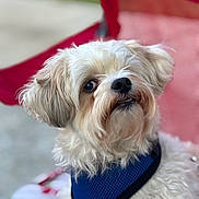 Patches joined the competition — help win amazing prizes! animal, blue_harness, canine, close_up, companion, curious, cute, dog, domestic_animal, fluffy, friendly, fur, outdoor, pet, portrait, red_chair, relaxed, sitting, small_dog, white_dog