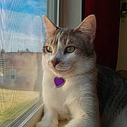 Milo is registered to the contest to win money with this photo: cat, window, screen, purple_tag, white_fur, gray_fur, green_eyes, indoor, pet, sitting, looking_out, natural_light, feline, whiskers, close_up, portrait, calm, resting, household, sunlight
