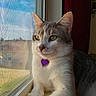 cat, window, screen, purple_tag, white_fur, gray_fur, green_eyes, indoor, pet, sitting, looking_out, natural_light, feline, whiskers, close_up, portrait, calm, resting, household, sunlight