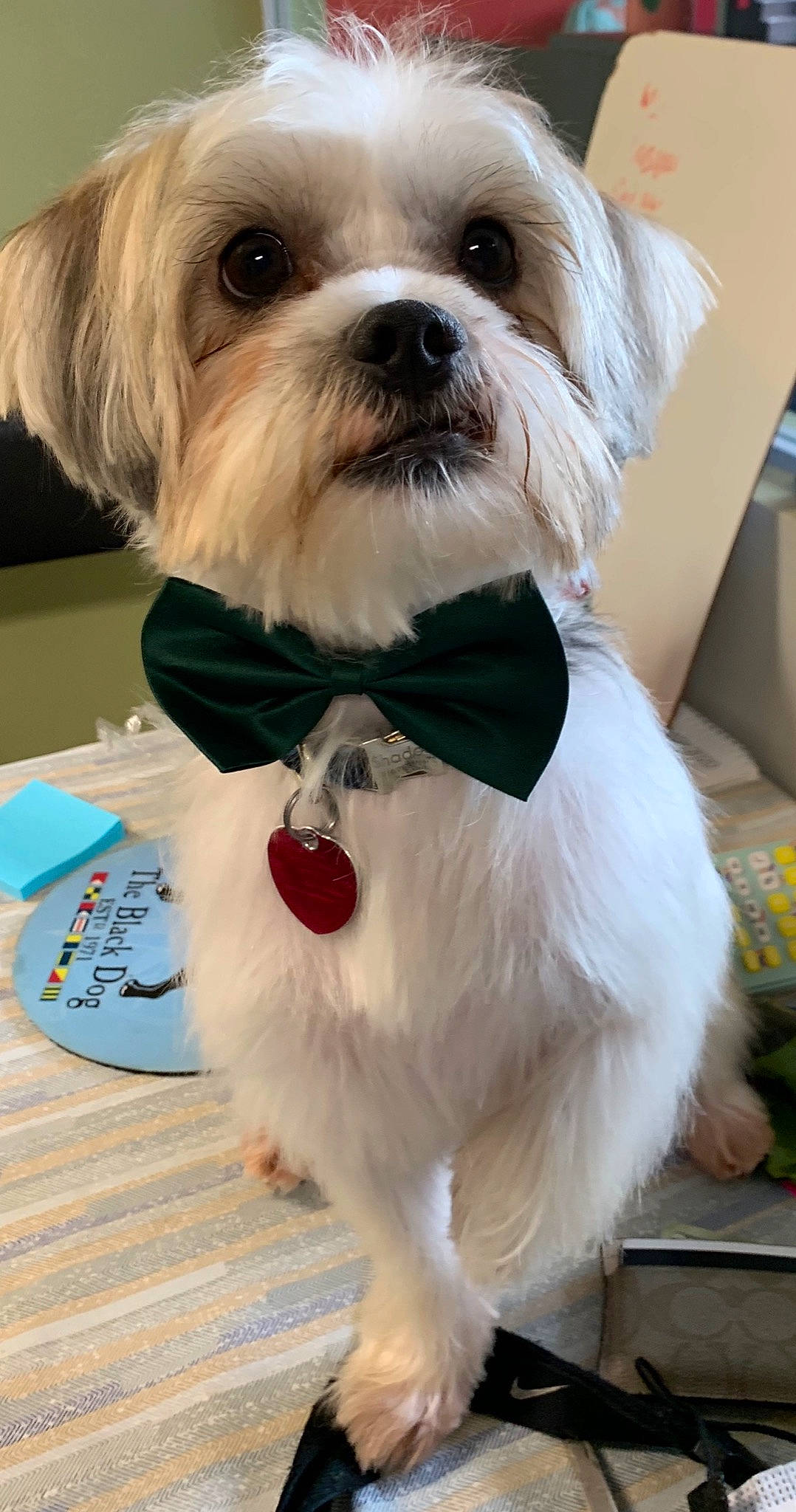 Shadow is registered to the contest to win money with this photo: canidae, carnivore, chinese_imperial_dog, companion_dog, dog, dog_breed, dog_clothes, lhasa_apso, lowchen, maltepoo, maltese, mammal, morkie, non_sporting_group, puppy, rare_breed_dog, shih_tzu, snout, toy_dog, vertebrate