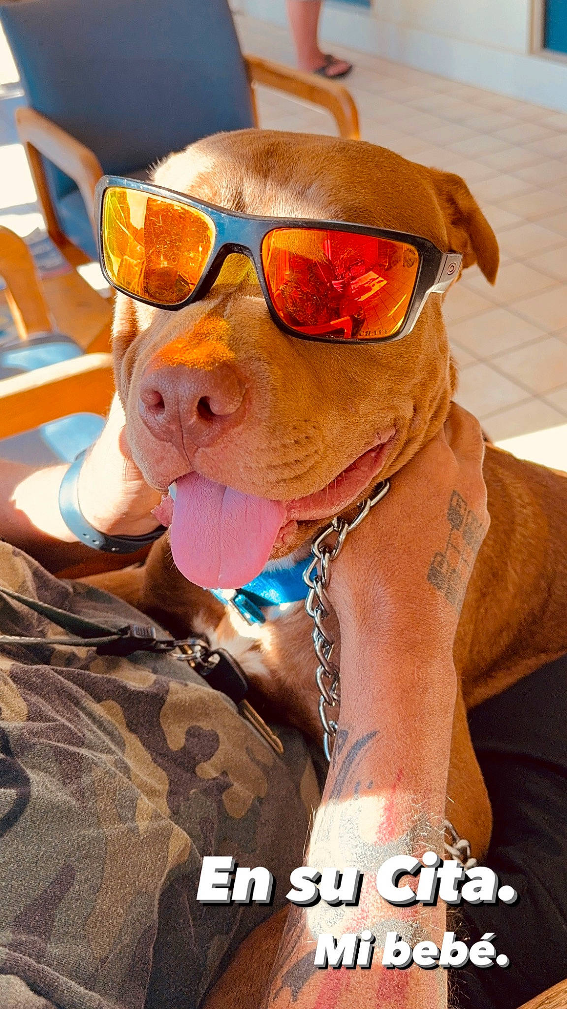 Tonka dog hotsell