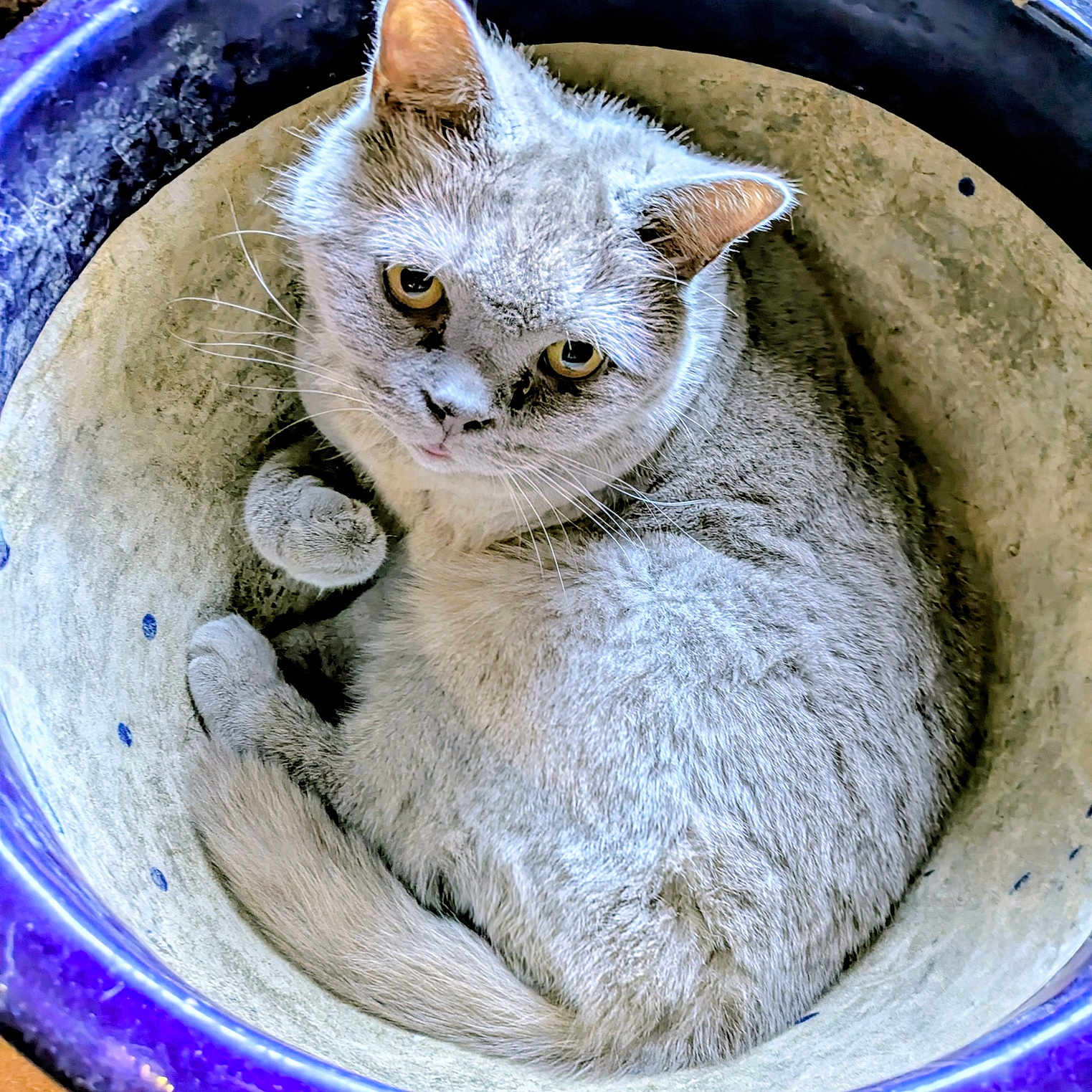 Roman participe au concours pour gagner de l'argent avec cette photo : animal, cat, ceramic_pot, close_up, cozy, curled_up, cute, domestic_cat, ears, eyes, fur, gray_cat, indoor, inside_pot, looking_up, pet, purple_pot, resting, tail, whiskers