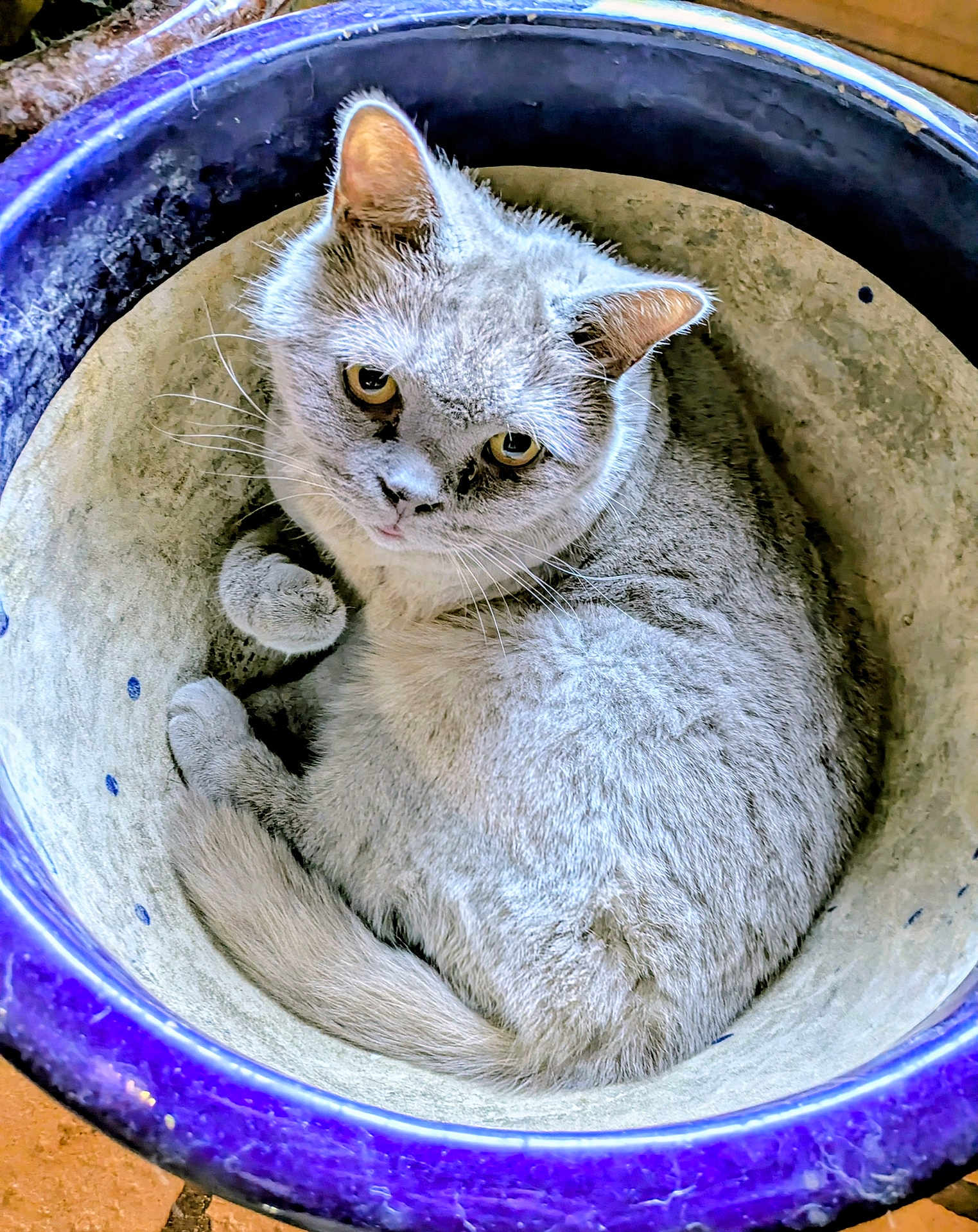 Roman participe au concours pour gagner de l'argent avec cette photo : cat, gray_cat, animal, pet, curled_up, inside_pot, ceramic_pot, purple_pot, fur, whiskers, ears, tail, eyes, cute, domestic_cat, resting, cozy, looking_up, indoor, close_up