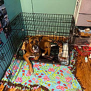 Rusty joined the competition — help win amazing prizes! basket, blanket, collar, colorful_blanket, crate, dog, food_bowl, home_interior, indoor, metal_cage, patterned_mat, paw, pet_bed, photo_collage, plastic_container, red_tray, storage_drawer, wall, water_bowl, wooden_floor