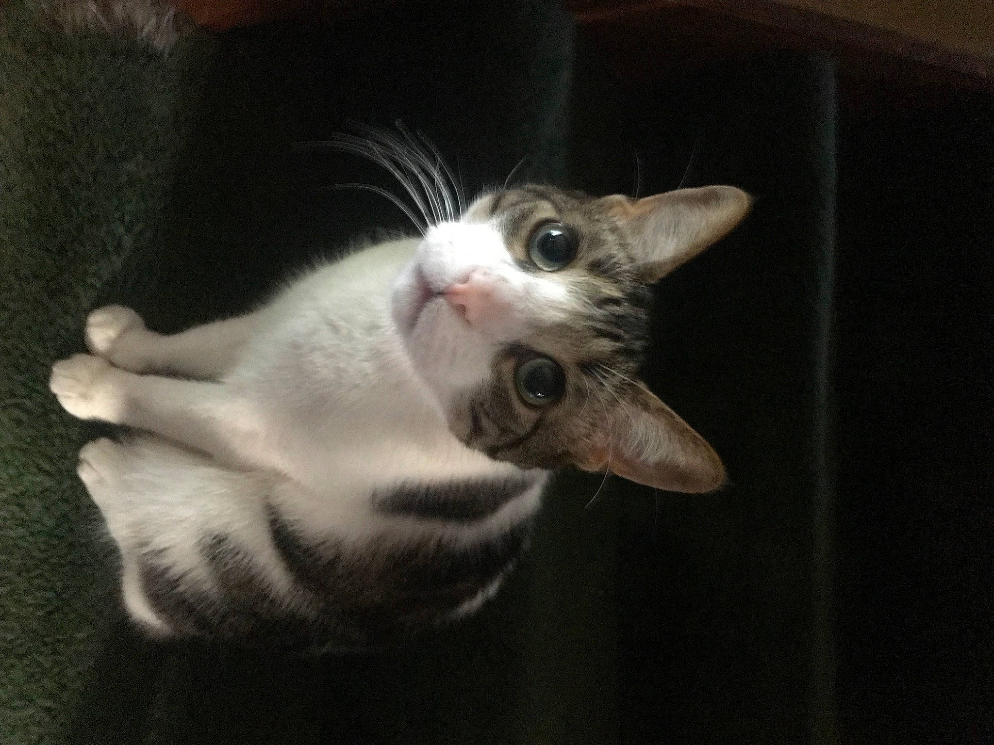 Finn is registered to the contest to win money with this photo: carnivore, cat, claw, comfort, darkness, domestic_short_haired_cat, ear, eye, eyelash, felidae, fur, nail, paw, photo_caption, small_to_medium_sized_cats, snout, tail, whiskers