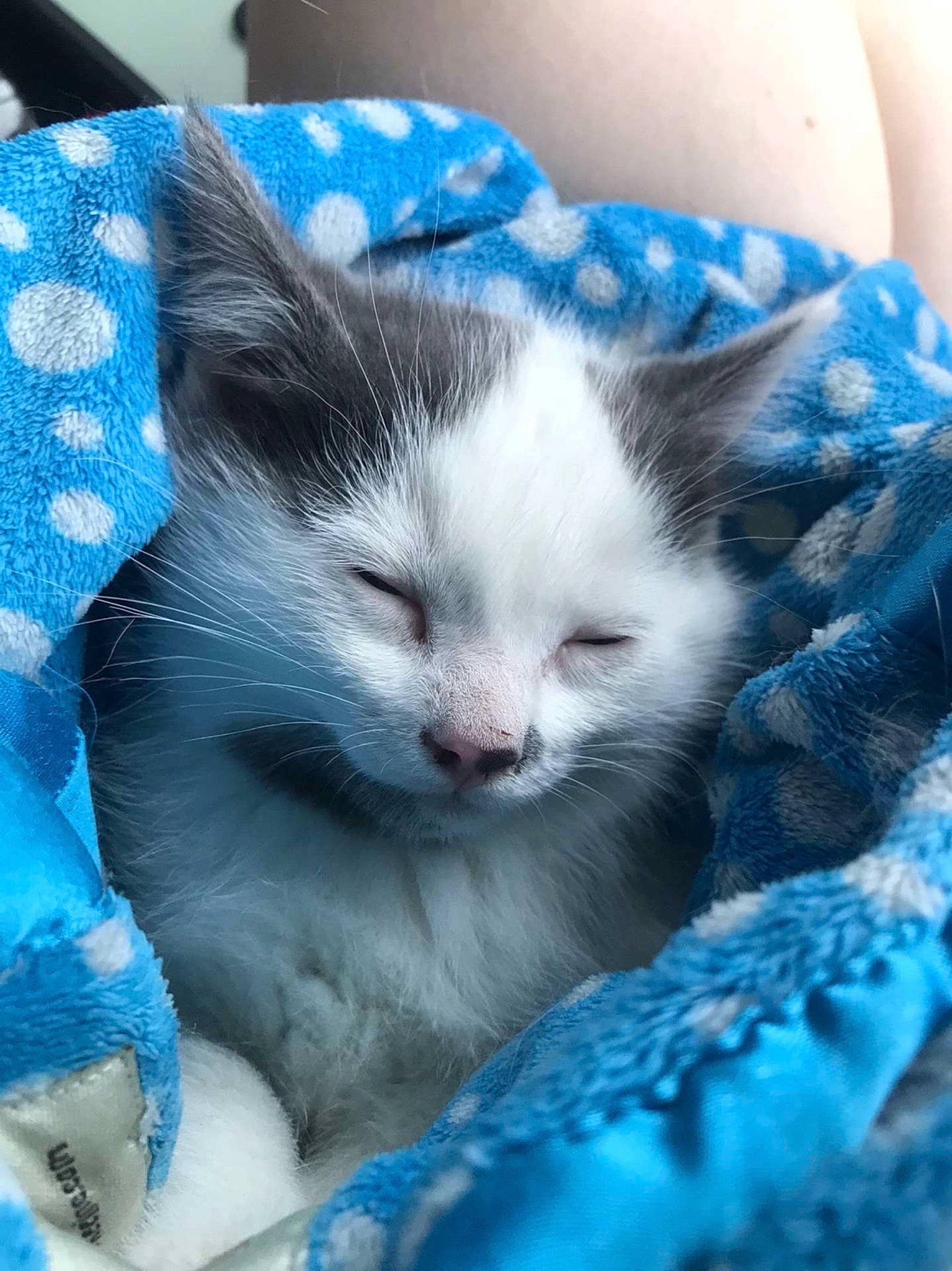 San Juan Pedro is registered to the contest to win money with this photo: blue, carnivore, cat, claw, comfort, domestic_short_haired_cat, electric_blue, eye, felidae, fur, iris, nap, nose, paw, sleep, small_to_medium_sized_cats, snout, tail, whiskers