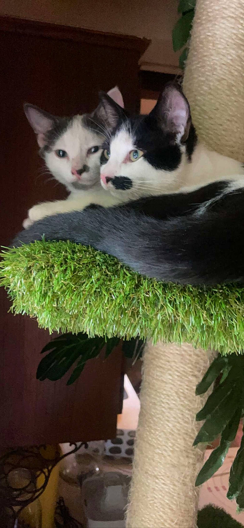 San Juan Pedro is registered to the contest to win money with this photo: box, carnivore, cat, cat_furniture, cat_supply, domestic_short_haired_cat, felidae, fur, grass, herb, houseplant, paw, plant, shrub, small_to_medium_sized_cats, snout, tail, terrestrial_plant, tree, whiskers