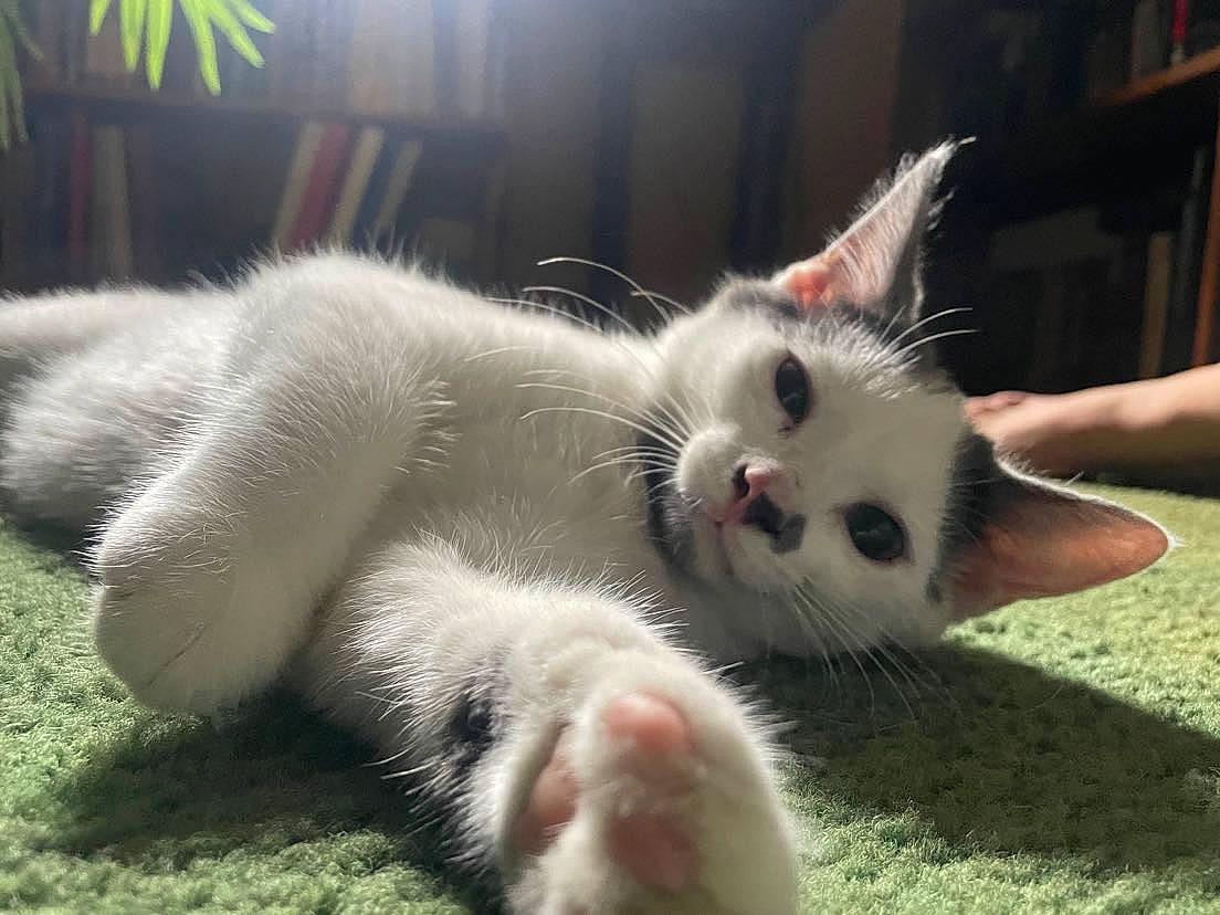 San Juan Pedro is registered to the contest to win money with this photo: animal_shelter, carnivore, cat, claw, domestic_short_haired_cat, felidae, foot, fur, paw, small_to_medium_sized_cats, snout, tail, whiskers