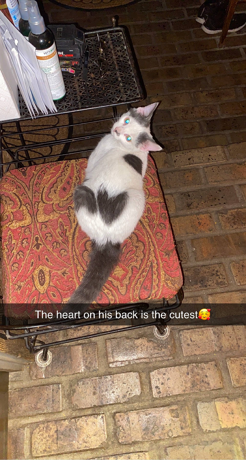 San Juan Pedro joined the competition — help win amazing prizes! brick, brickwork, carnivore, cat, domestic_short_haired_cat, felidae, floor, flooring, font, fur, hardwood, line, paw, rectangle, road_surface, sidewalk, small_to_medium_sized_cats, tail, whiskers, wood